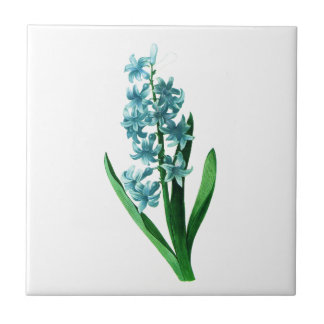 Blue Hyacinth av Pierre Joseph Redoute Kakelplatta