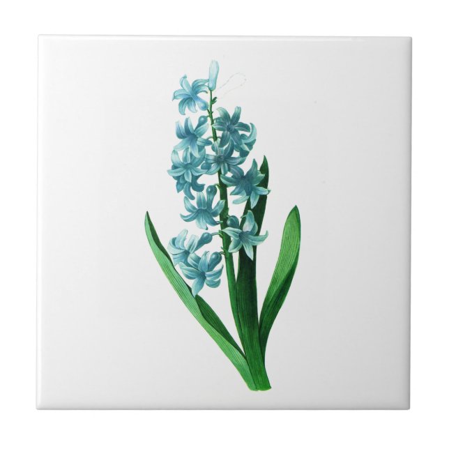 Blue Hyacinth av Pierre Joseph Redoute Kakelplatta (Framsidan)