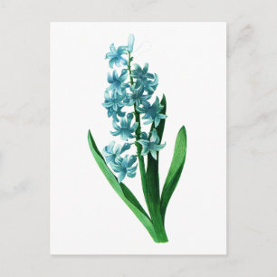 Blue Hyacinth av Pierre Joseph Redoute Vykort