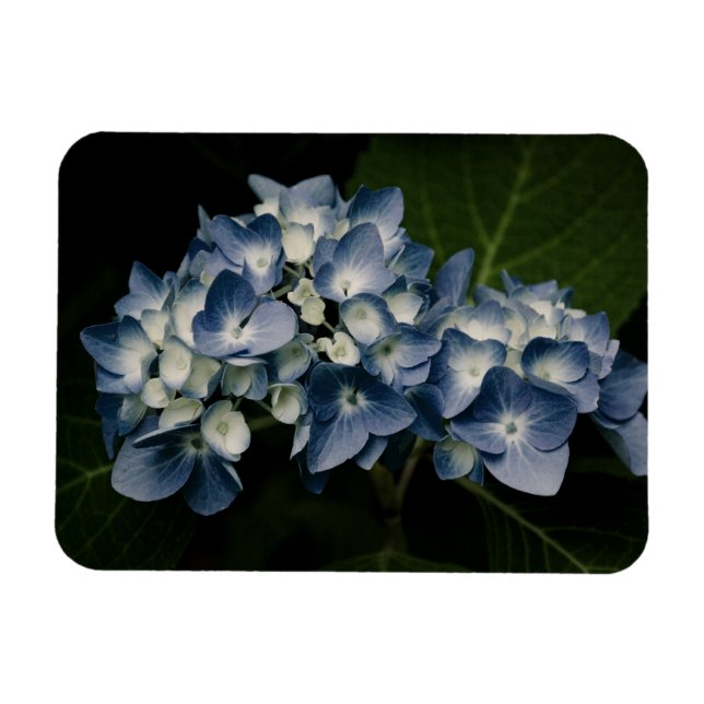 Blue Hydrangea 8514 Premium Magnet (Horisontell)