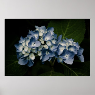 Blue Hydrangea 8514 Skriv ut Poster