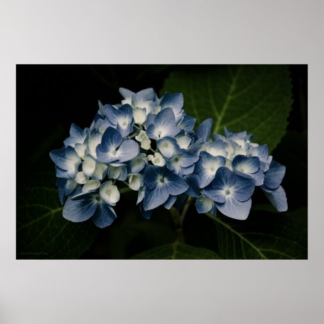 Blue Hydrangea 8514 Skriv ut Poster (Framsidan)