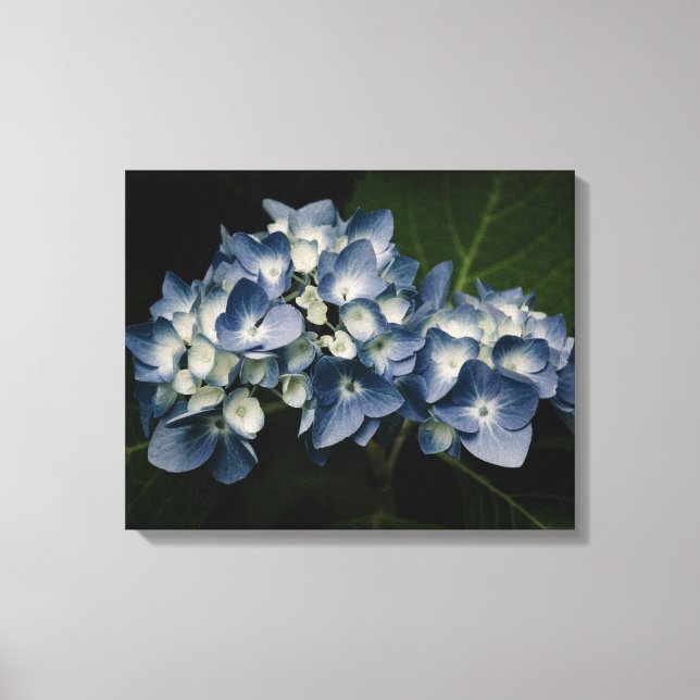 Blue Hydrangea 8514 Wrapped Canvas (Framsida)