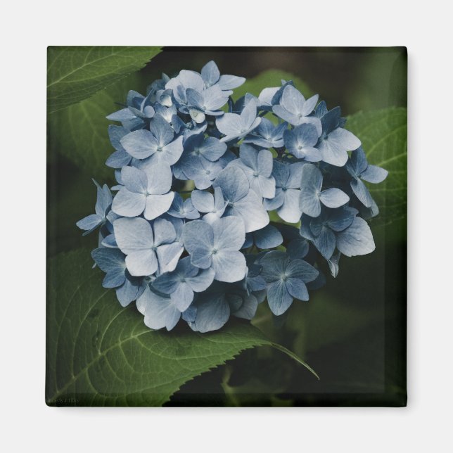 Blue Hydrangea 8515 Magnet (Framsidan)