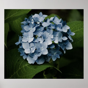 Blue Hydrangea 8515 Skriv ut Poster