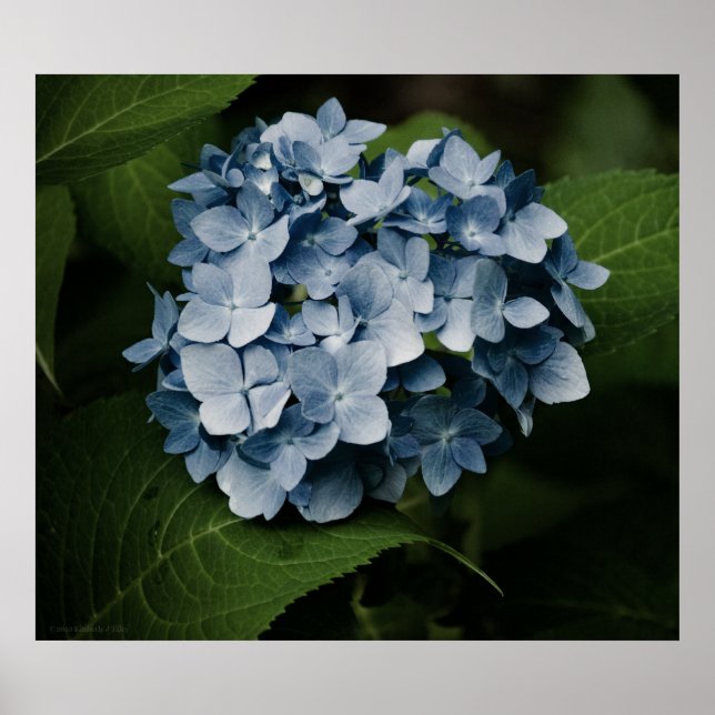 Blue Hydrangea 8515 Skriv ut Poster (Framsidan)