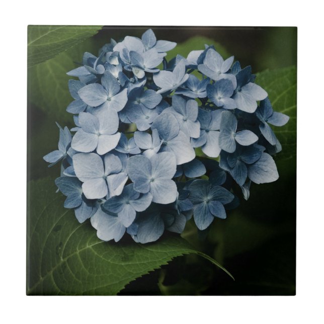 Blue Hydrangea 8515 Tile Kakelplatta (Framsidan)