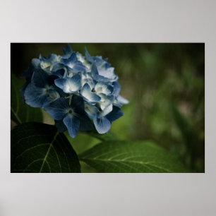 Blue Hydrangea 8519 Skriv ut Poster