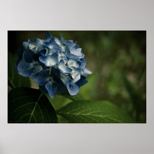 Blue Hydrangea 8519 Skriv ut Poster (Framsidan)