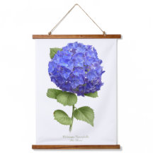 Blue Hydrangea ’Blue Heaven’ Blommigt Botanisk kon