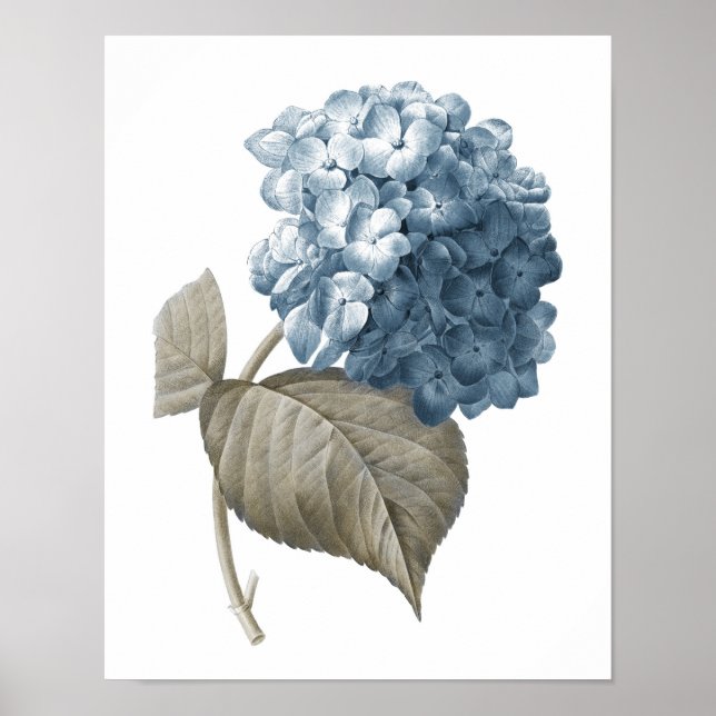 Blue Hydrangea Botanical Artwork no. 2 Poster (Framsidan)
