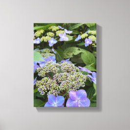Blue Hydrangea Flowers Canvastryck