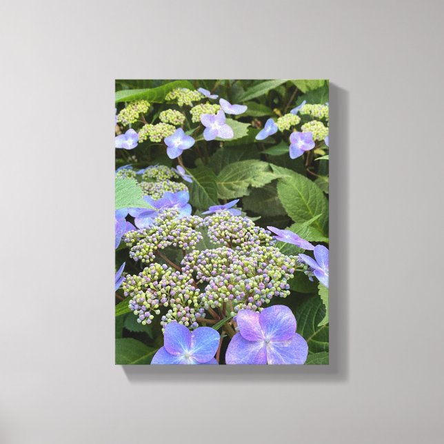 Blue Hydrangea Flowers Canvastryck (Framsida)