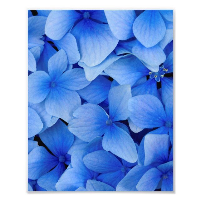 Blue Hydrangea Flowers Fototryck (Framsidan)