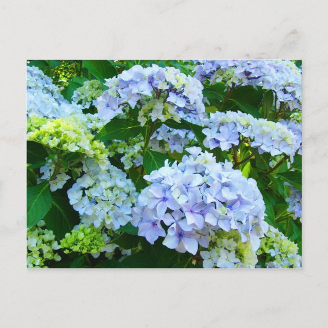 Blue Hydrangea Flowers Garden-postkort Botaniska Vykort (Framsida)