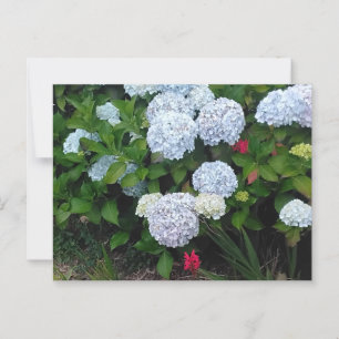 Blue Hydrangea Flowers in Summer Garden Vykort