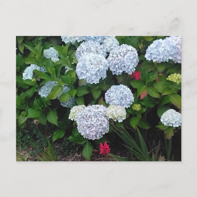 Blue Hydrangea Flowers in Summer Garden Vykort (Framsida)