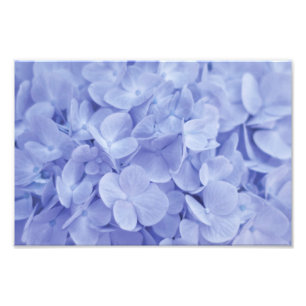 Blue Hydrangea Fototryck