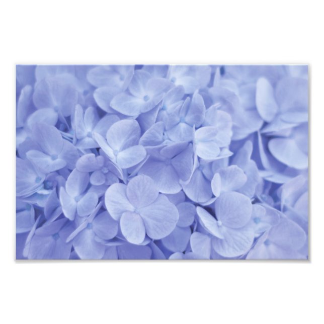 Blue Hydrangea Fototryck (Framsidan)