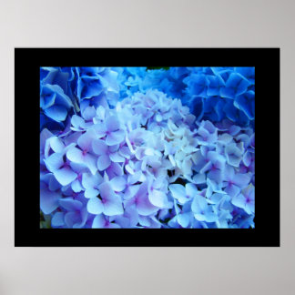BLUE Hydrangea Garden Flowers konstavtryck Poster