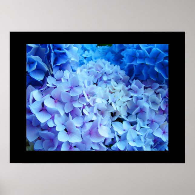 BLUE Hydrangea Garden Flowers konstavtryck Poster (Framsidan)