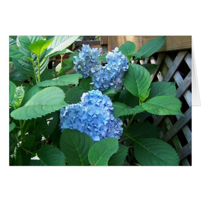 Blue Hydrangea Hälsningskort (Framsidan Horizontal)