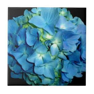 Blue Hydrangea Kakelplatta