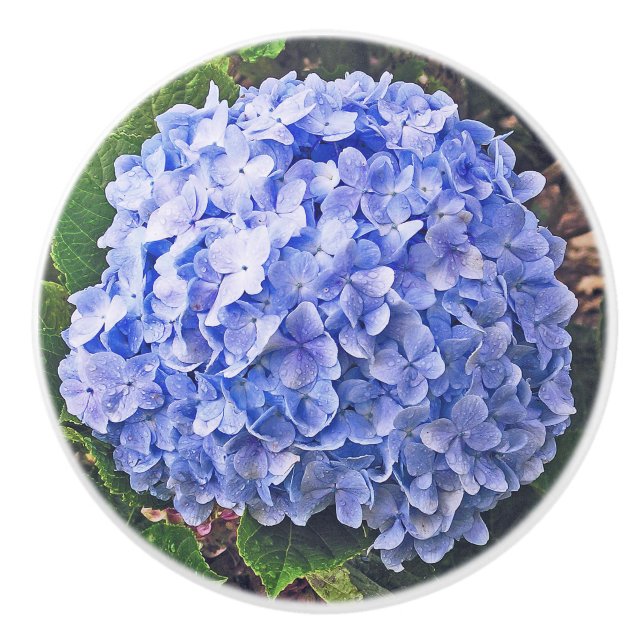 Blue Hydrangea Knopp (Framsidan)