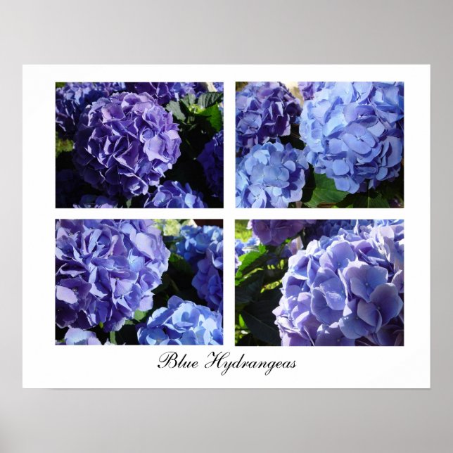 Blue Hydrangea mix, Blue Hydrangeas Poster (Framsidan)