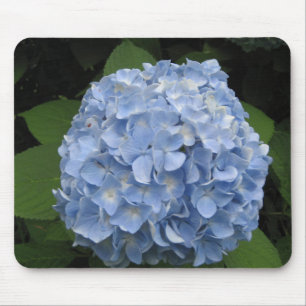 Blue Hydrangea Musmatta