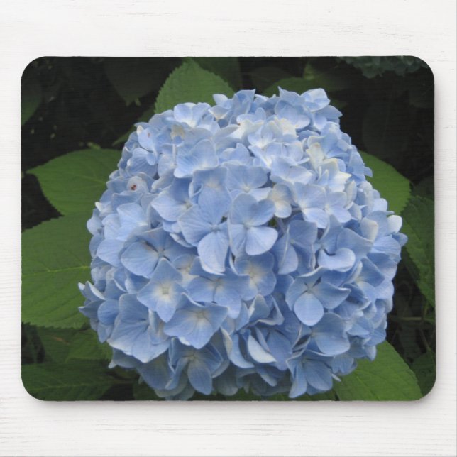 Blue Hydrangea Musmatta (Framsidan)