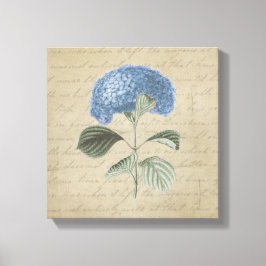 Blue Hydrangea på Vintage Calligrafi Canvastryck
