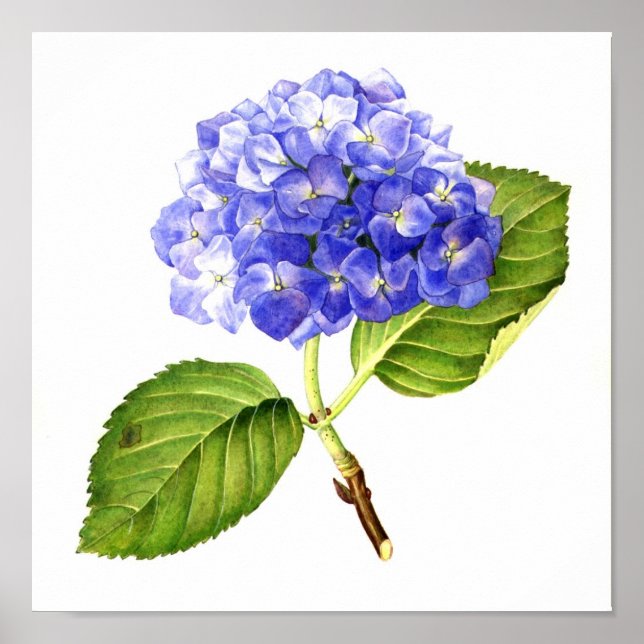 Blue Hydrangea Poster (Framsidan)
