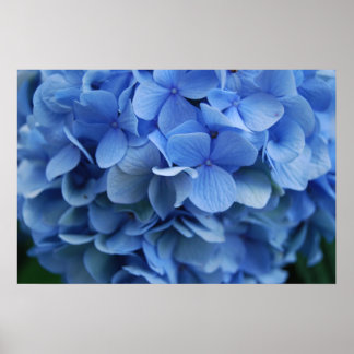 Blue Hydrangea Poster