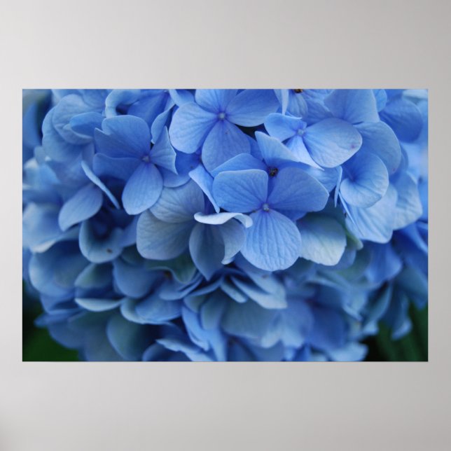 Blue Hydrangea Poster (Framsidan)