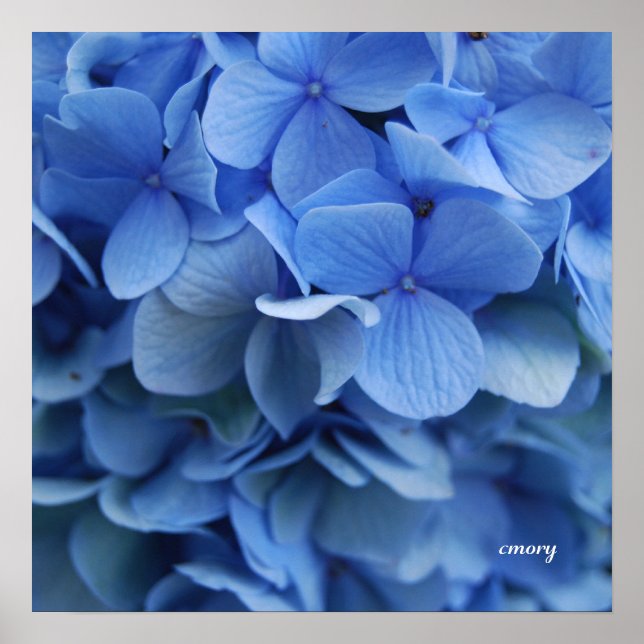 Blue Hydrangea Poster (Framsidan)