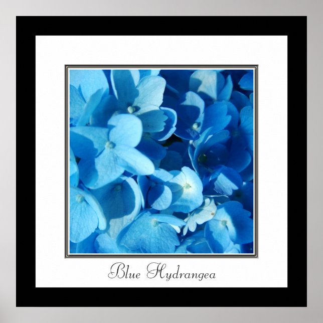 Blue Hydrangea Poster (Framsidan)