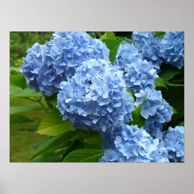 Blue Hydrangea Poster (Framsidan)