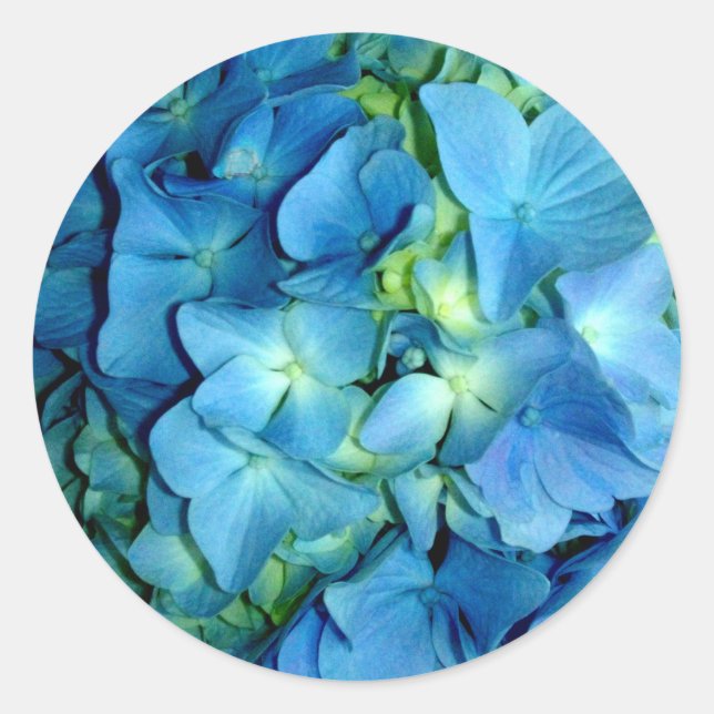 Blue Hydrangea Runt Klistermärke (Framsida)