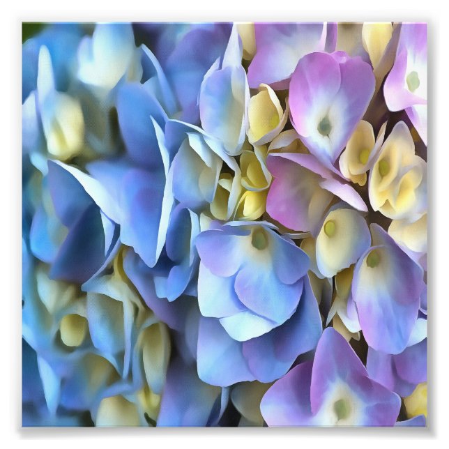 Blue Hydrangea Shrub Artistic Bossom Fototryck (Framsidan)