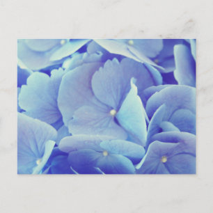 Blue Hydrangea Vykort