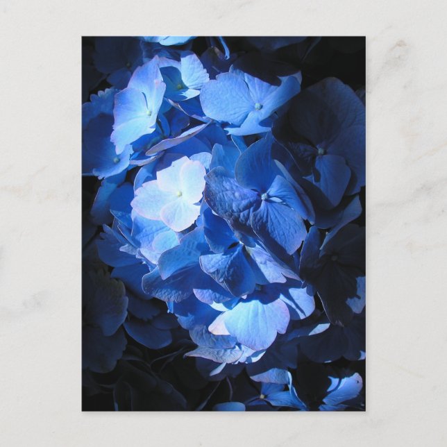 Blue Hydrangea - vykort (Framsida)