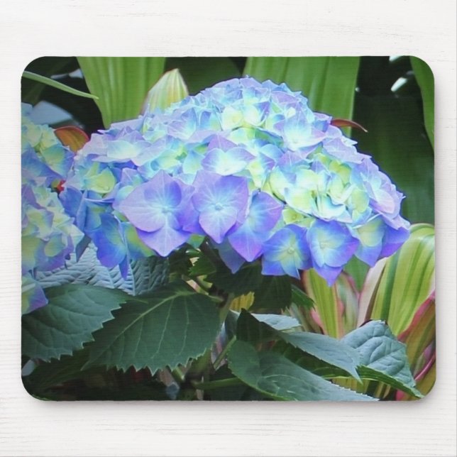Blue Hydrangeas Flowers Blommigt Natur Fotography Musmatta (Framsidan)