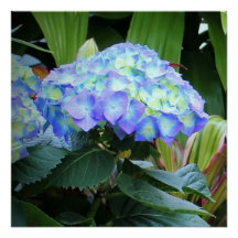 Blue Hydrangeas Flowers Blommigt Natur Fotography