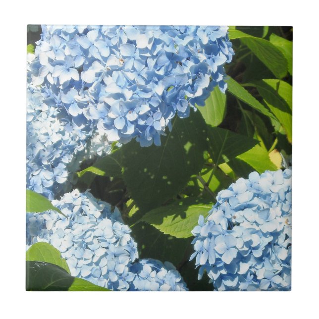 Blue Hydrangeas i Sol Kakelplatta (Framsidan)