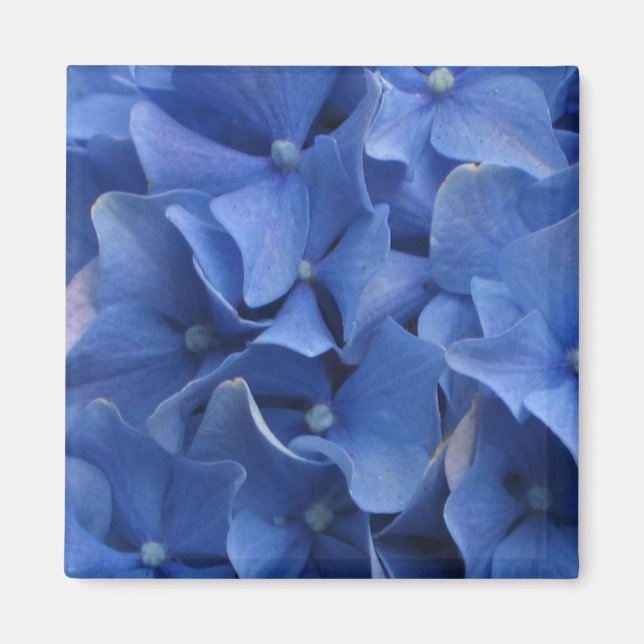 Blue Hydrangeas Magnet (Framsidan)