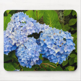 Blue Hydrangeas Musmatta