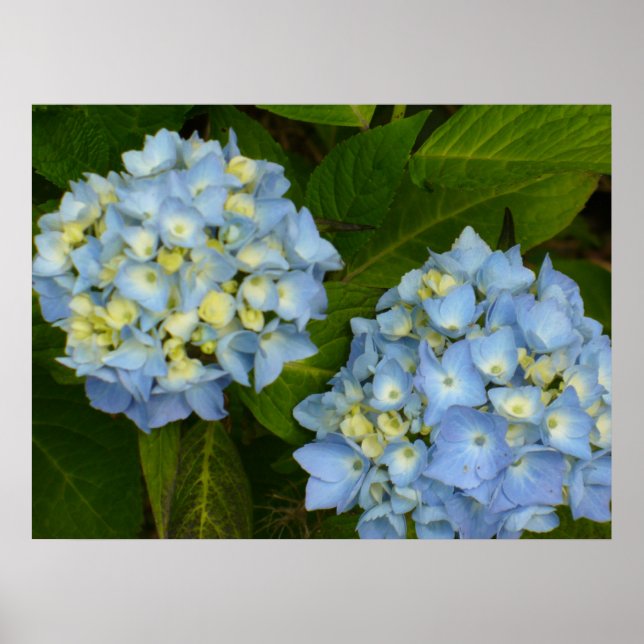 Blue Hydrangeas Poster (Framsidan)
