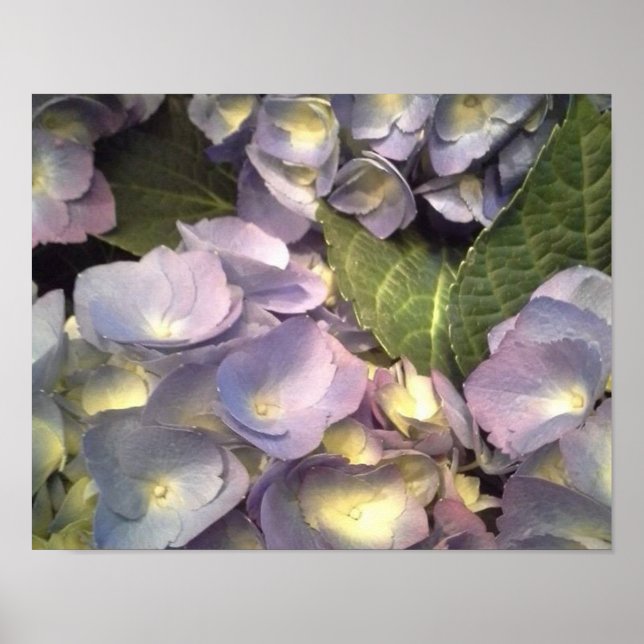 Blue Hydrangeas Poster (Framsidan)