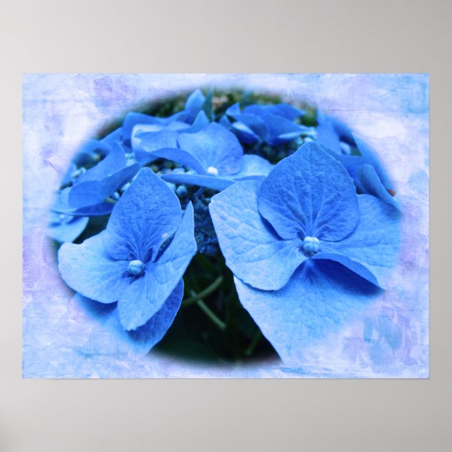 Blue Hydrangeas - Poster (Framsidan)
